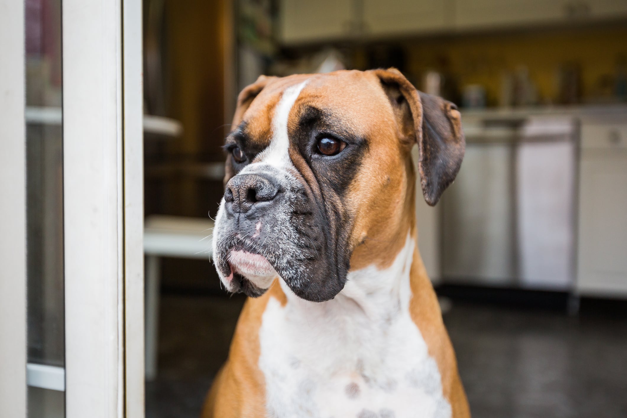 Los boxer son perros propensos a sufrir enfermedades.