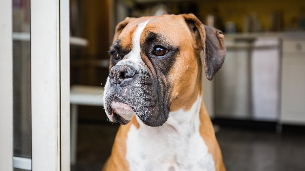 Los procesos de envejecimiento de los perros podrían ser espejo del de los humanos.