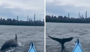 Un delfín nadó al lado de una persona que hacía kayak en Nueva York