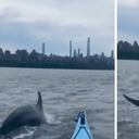 Un delfín nadó al lado de una persona que hacía kayak en Nueva York