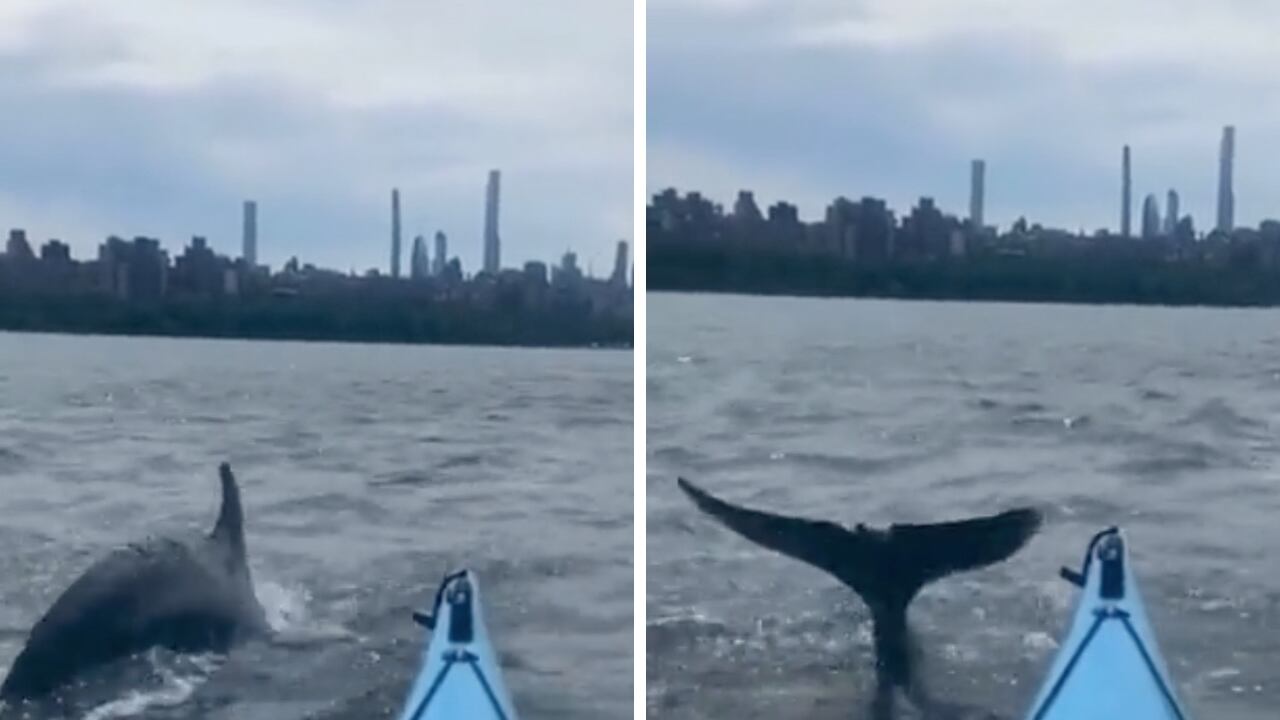 Un delfín nadó al lado de una persona que hacía kayak en Nueva York