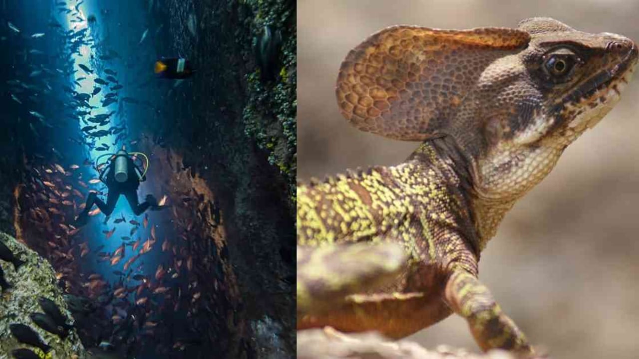 Dos áreas protegidas del Pacífico vuelven a abrir sus puertas al turismo. Fotos: PNN.