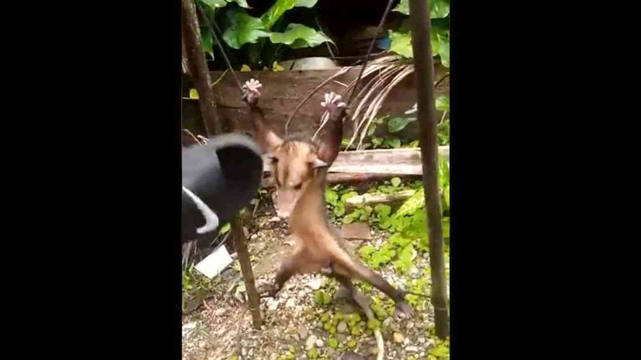 La zarigüeya maltratada fue atada de patas y manos. Foto: Tomada de video publicado por Miguel Ángel Palta (@miguelAPalta).