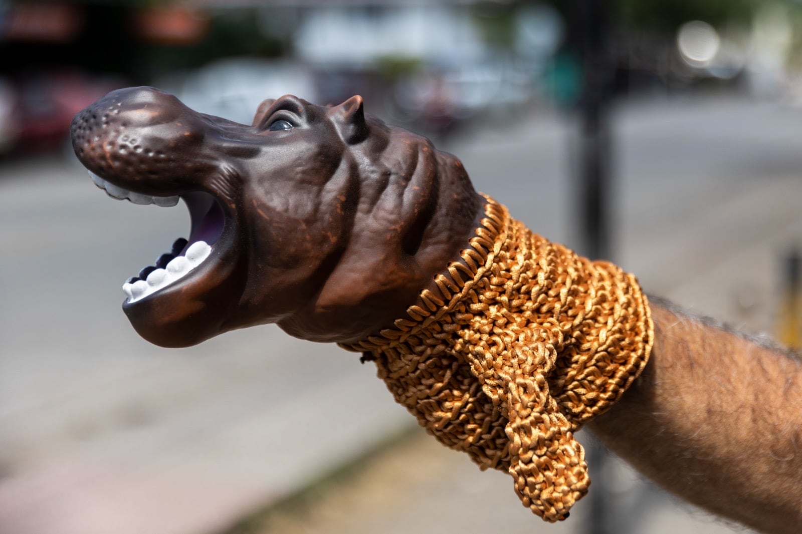 La muestra explora cómo este animal foráneo encarna las contradicciones de un país que ha confundido el mito con la historia, la parodia con la tragedia.