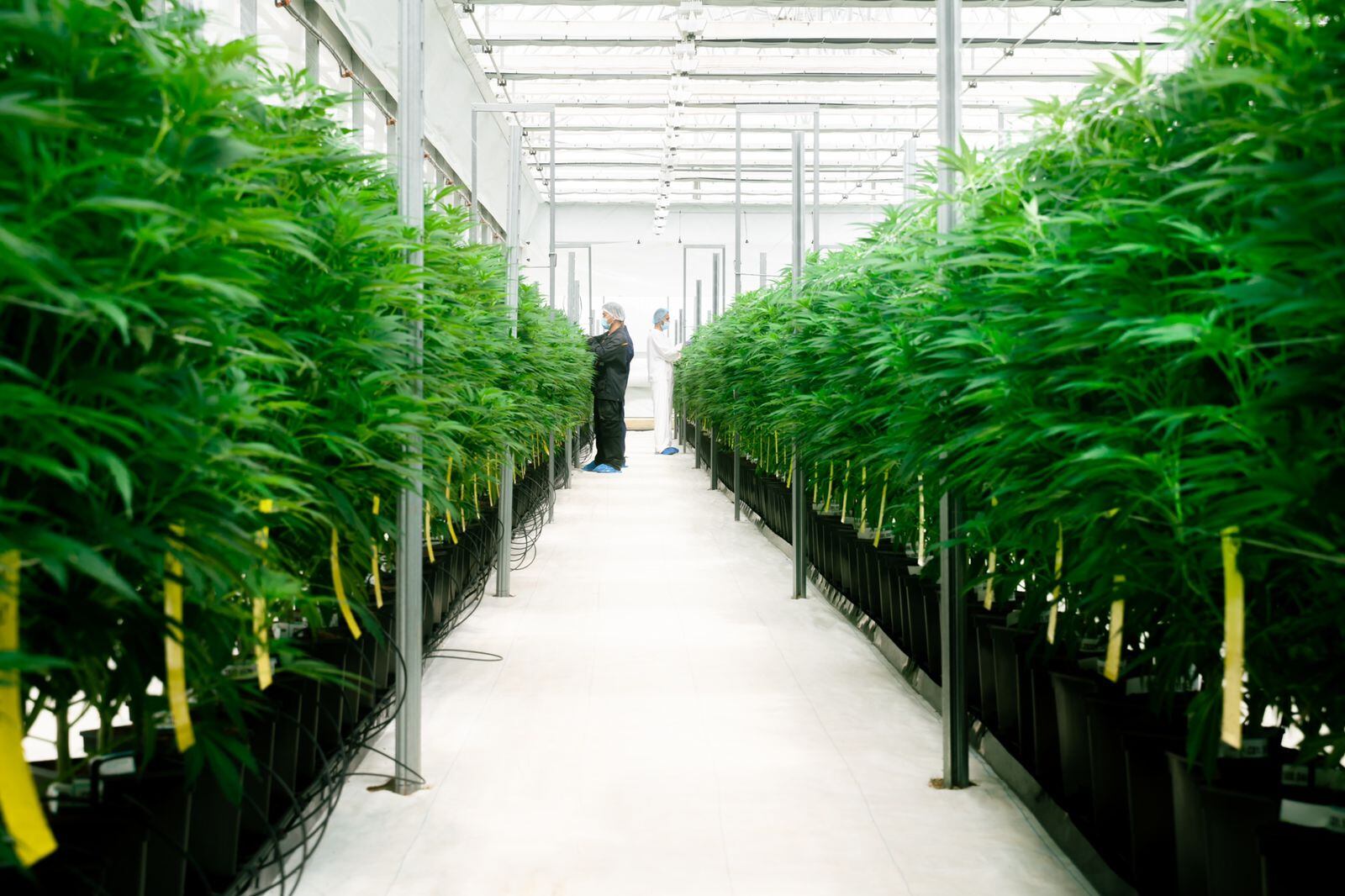 Flor seca de Cannabis de Clever Leaves