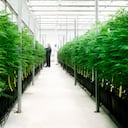 Flor seca de Cannabis de Clever Leaves