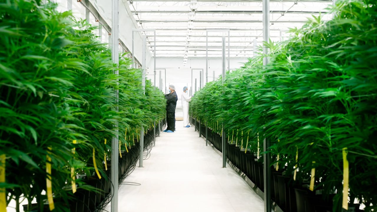 Flor seca de Cannabis de Clever Leaves