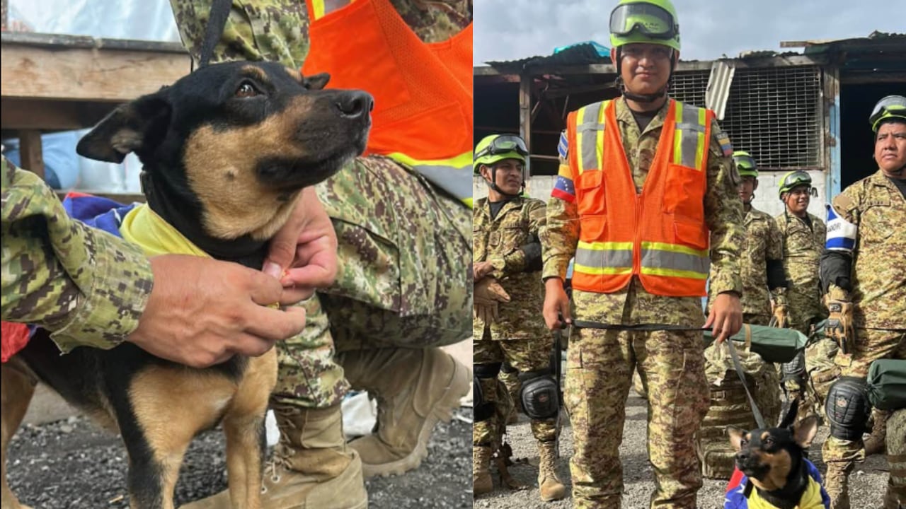 Fénix, rescatada tras los terremotos en Venezuela, será entrenada para búsqueda y rescate.