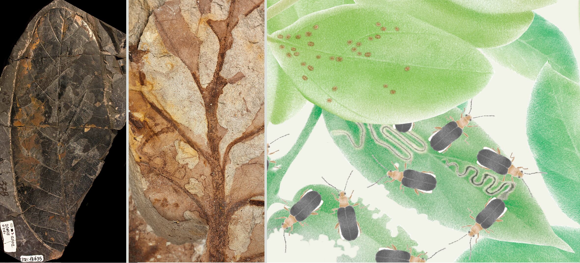 Investigación sobre bosques tropicales