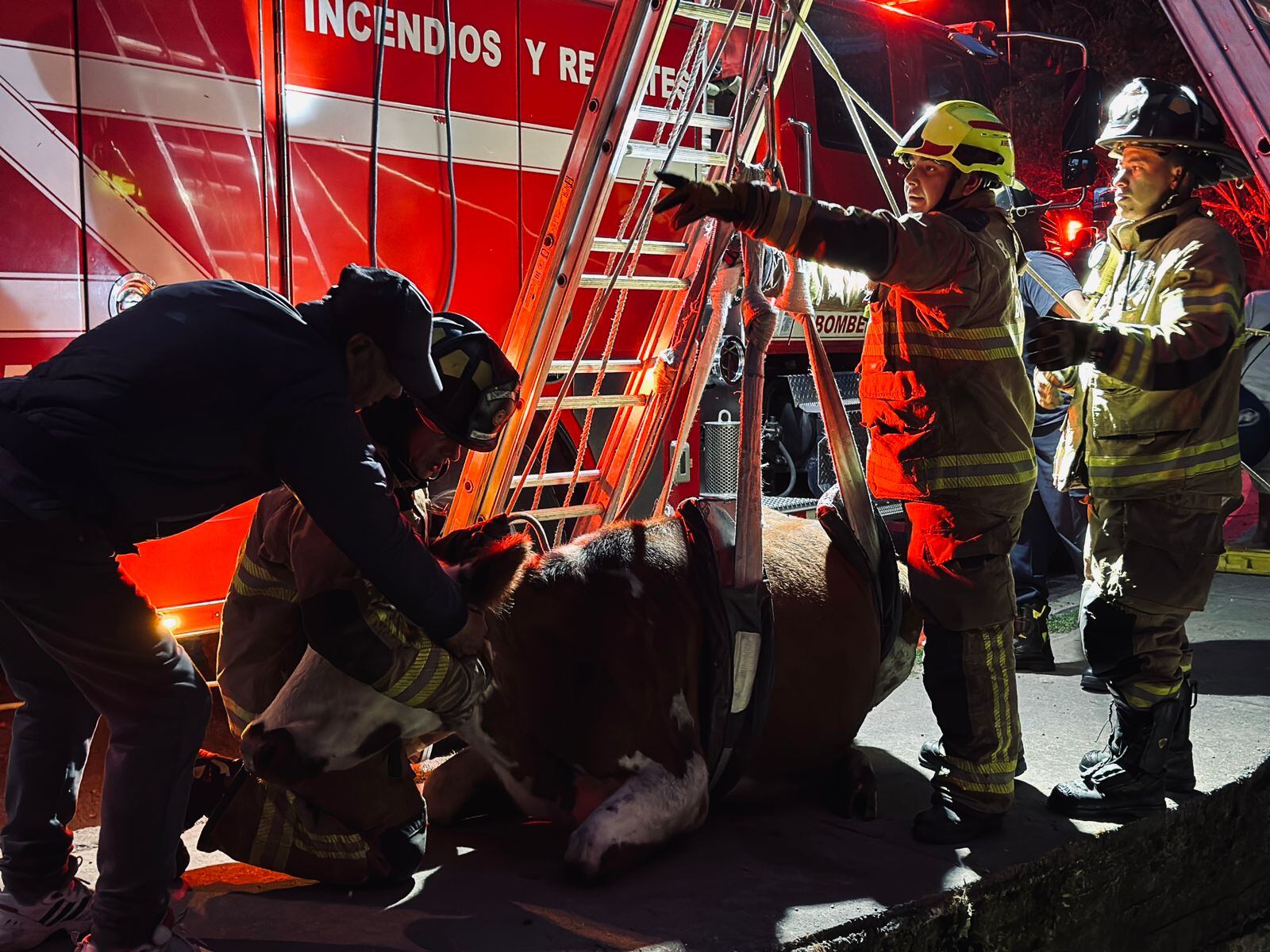 La vaca fue entregada sana y salva a su dueño.