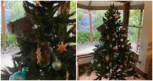 Familia australiana se encuentra un koala en su árbol de Navidad; esta es la historia