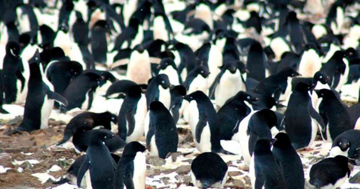 Pingüinos antártida