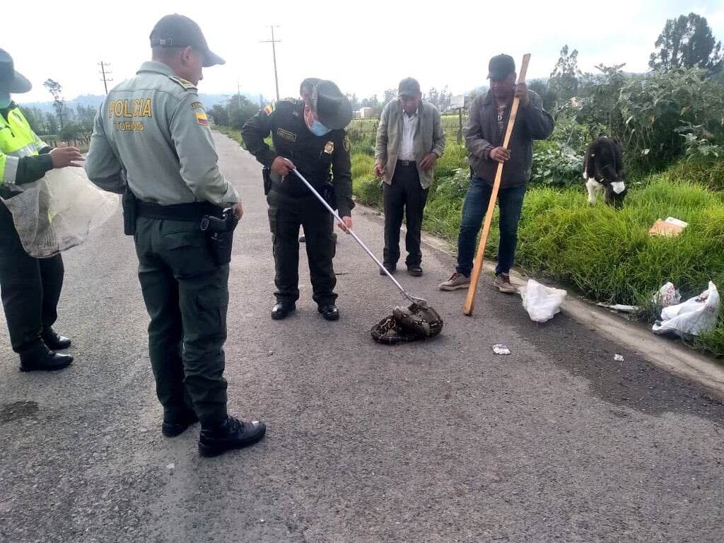 El reptil fue encontrado en la vereda Casablanca por un campesino.