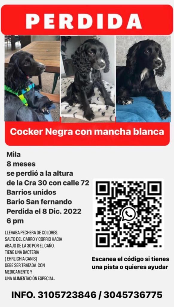 Mila, perrita perdida en Bogotá con Erliquiosis canina