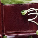 Plantas dentro de una billetera. Imagen de referencia.