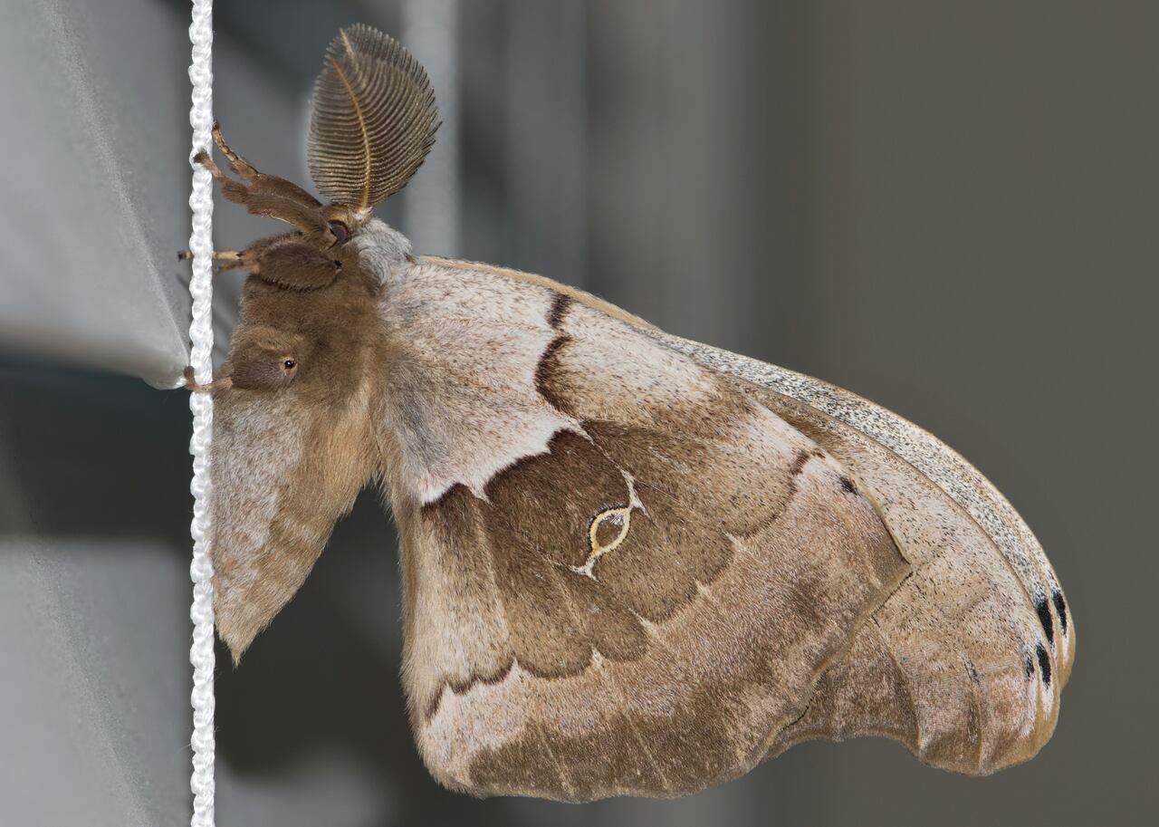 Según la IA, la Antheraea polyphemus es un candidato principal al título de animal más temido debido a sus alas con patrones que simulan ojos.