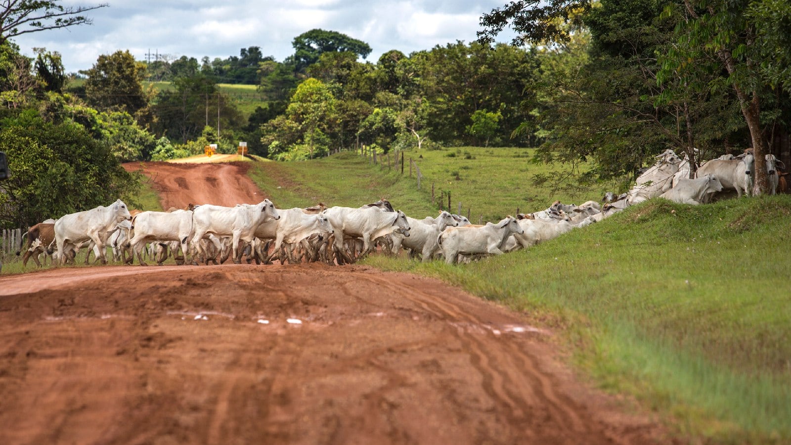 el ganado de los campesinos es lo que los detiene de evacuar Foto: archivo 