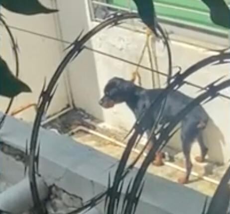 El canino llora bajo el sol