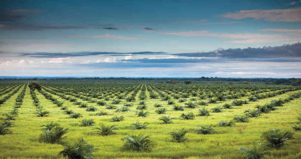 Entre enero y junio de 2019 el Meta exportó más de 400 millones de dólares.