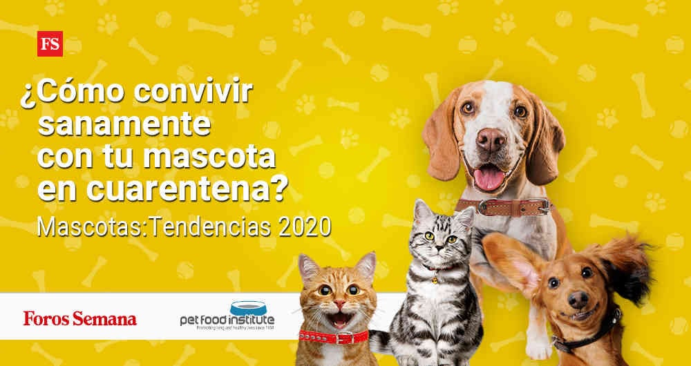 Coronavirus: ¿Cómo convivir sanamente con tu mascota en cuarentena?