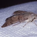 Las polillas de la ropa pueden ser un problema molesto en cualquier hogar, pero con las estrategias adecuadas, es posible eliminarlas y prevenir futuras infestaciones.