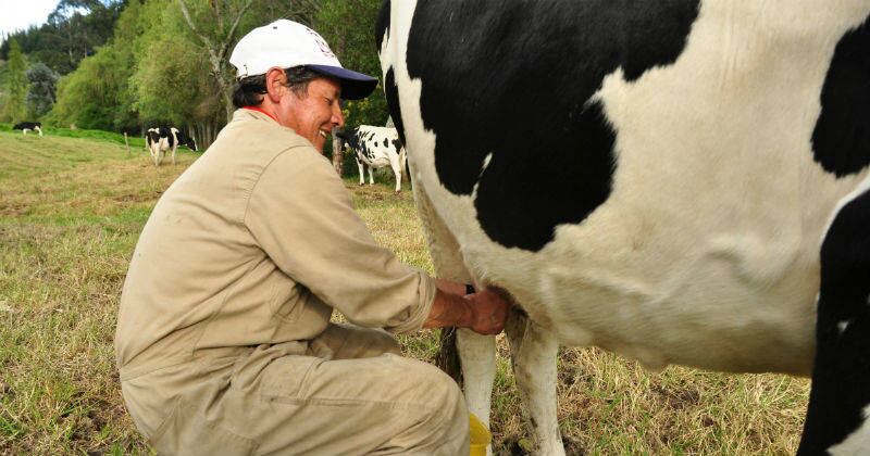 Buscan generar apuestas productivas que generen valor al sector lechero. Foto de referencia