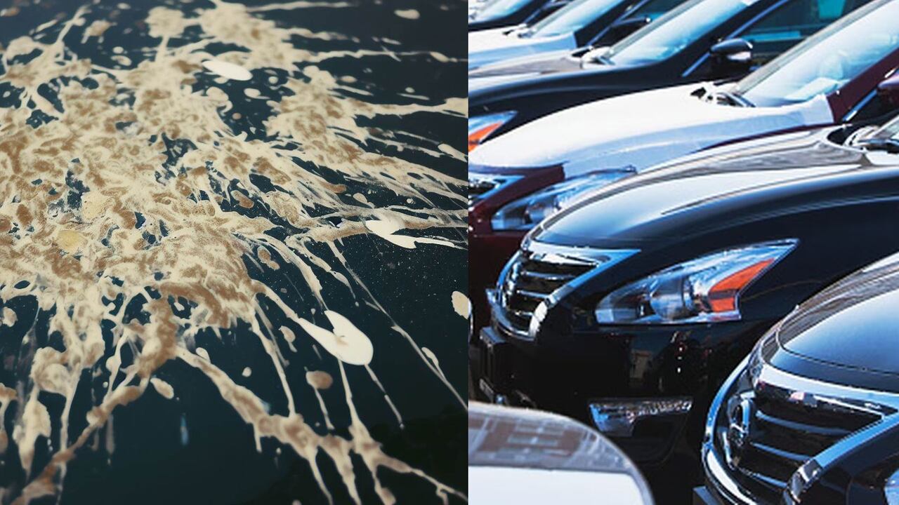 El excremento de aves suele dañar la pintura de los carros.