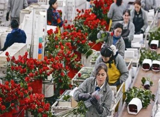 Las exportaciones de flores se verían más afectadas que las de café en un escenario de alza de aranceles a Colombia.