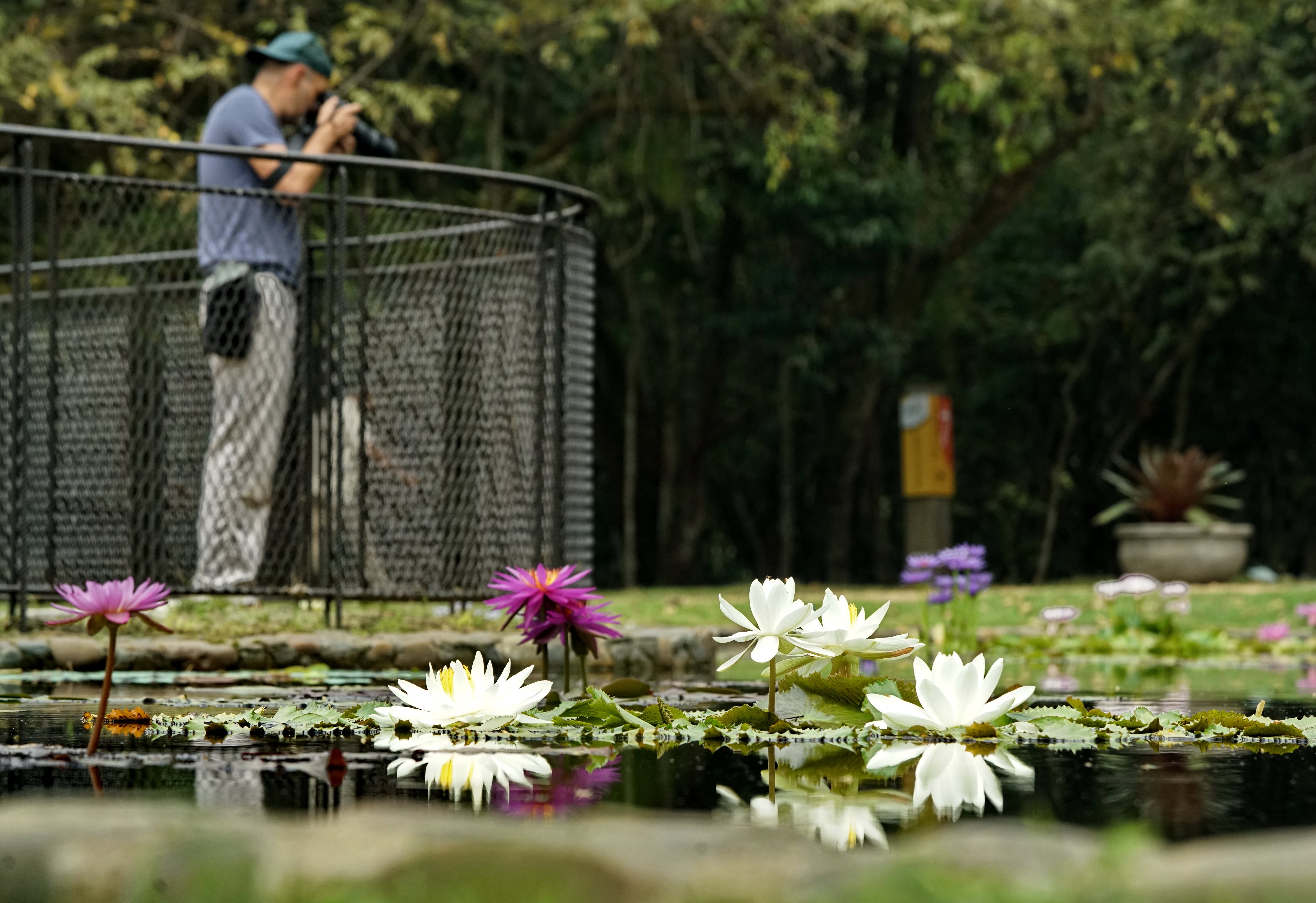 Jardín Botánico de Cali abre sus puertas al público. La Fundación Zoológica de Cali, le apuesta a que el JBC sea un ícono de ciudad, un lugar imperdible para visitar, más que un lugar para conocer de plantas es un lugar para aprender del mundo vegetal y promover valores relacionados con el buen vivir.