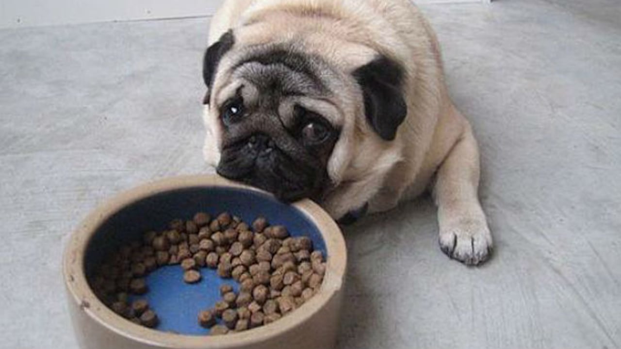 La dieta más sana para un perro sería la que tendría un lobo gris en estado salvaje, ya que sus sistemas digestivos son idénticos.