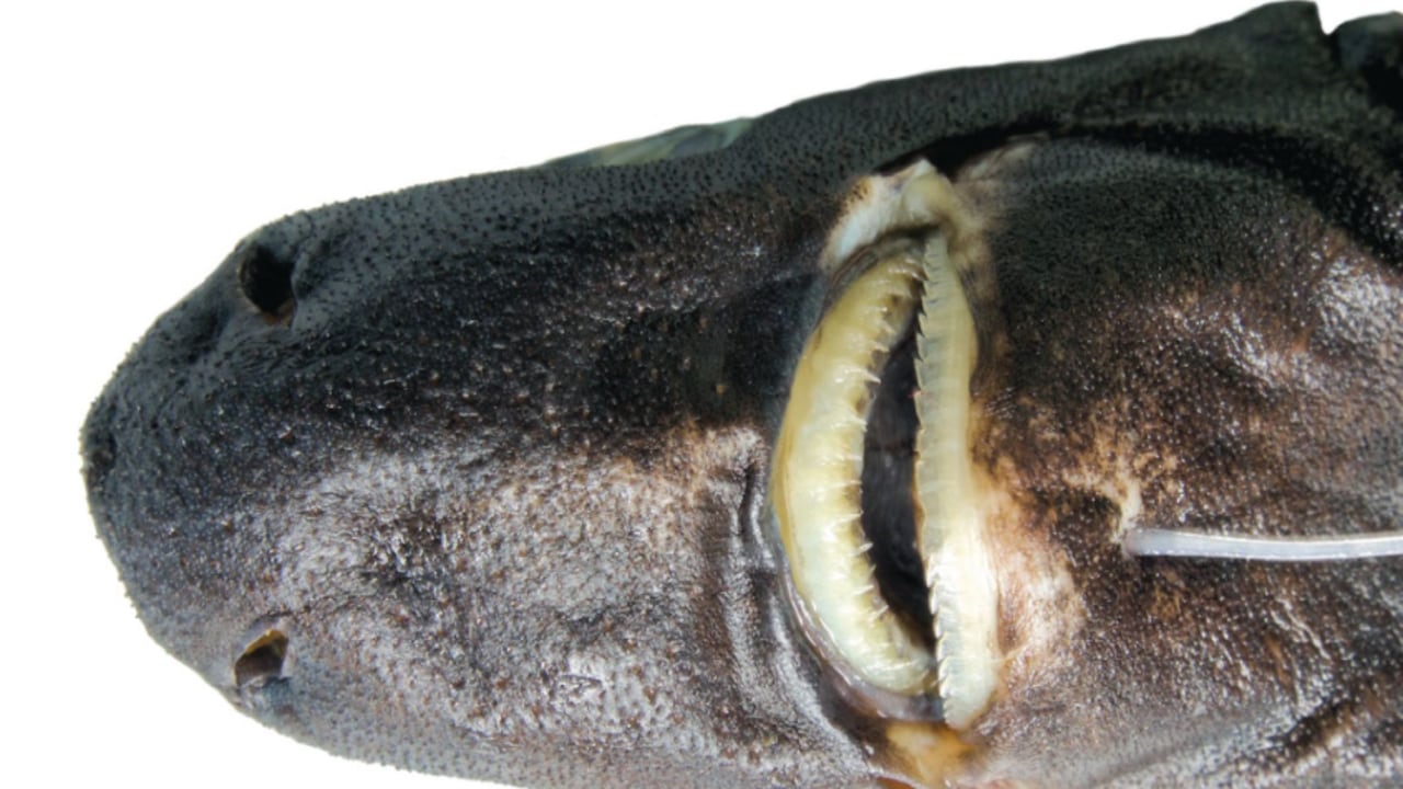 Etmopterus bulbosus, tiburón linterna.