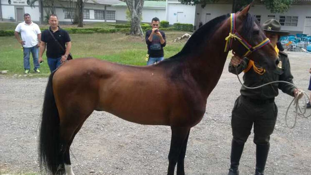 'Lucas', el caballo del 'Tino' Asprilla.