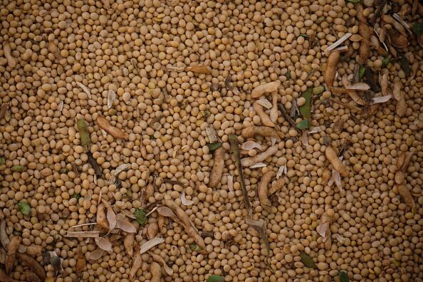 Una porción de 80 g de soja puede aportar hasta el 90 % de la necesidad diaria de vitamina E.