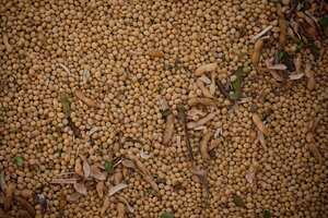 Una porción de 80 g de soja puede aportar hasta el 90 % de la necesidad diaria de vitamina E.