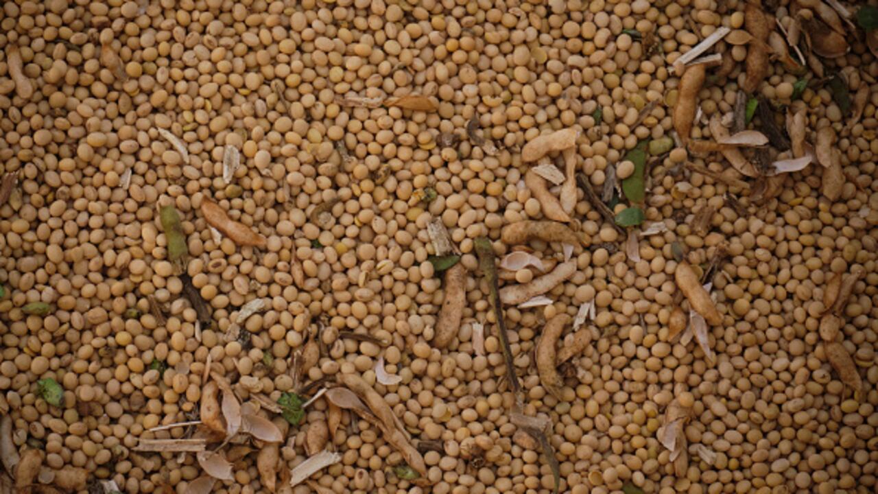 Una porción de 80 g de soja puede aportar hasta el 90 % de la necesidad diaria de vitamina E.