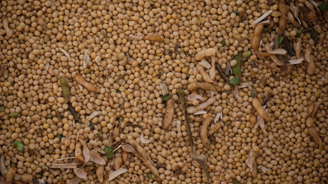 El consumo de brotes de soja también podría contribuir al control de los niveles de azúcar en la sangre.