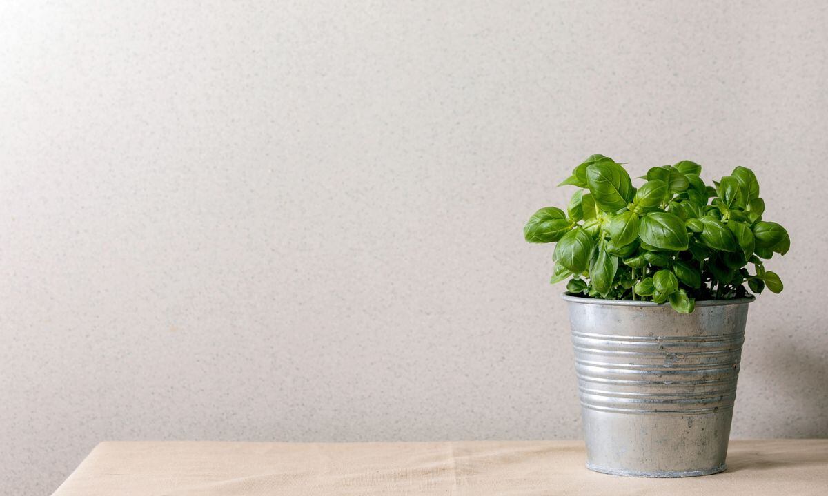 Lo que necesita la albahaca para crecer.