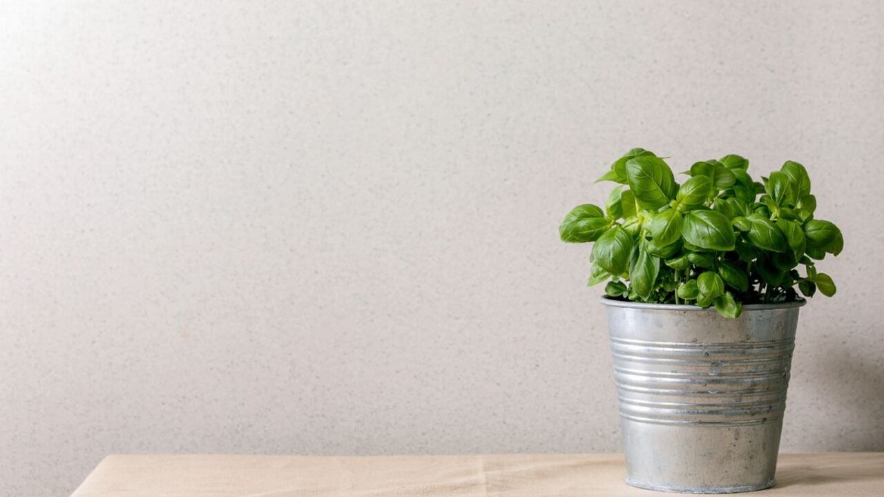 Lo que necesita la albahaca para crecer.