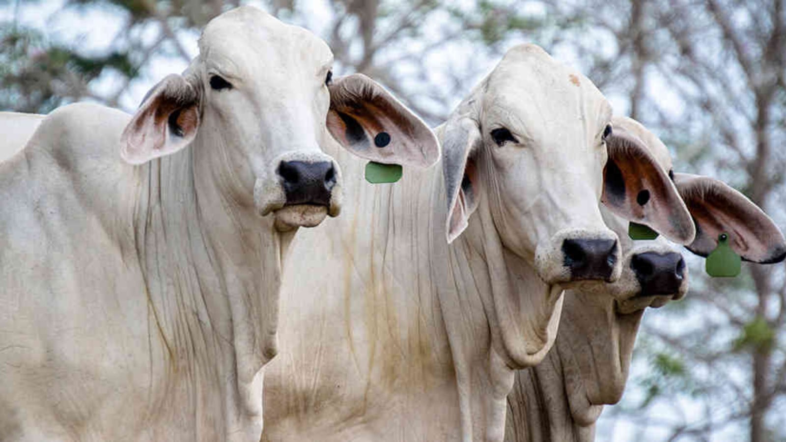El ganado de Caldas también corre peligro, con la actividad del Volcán del Nevado del Ruiz