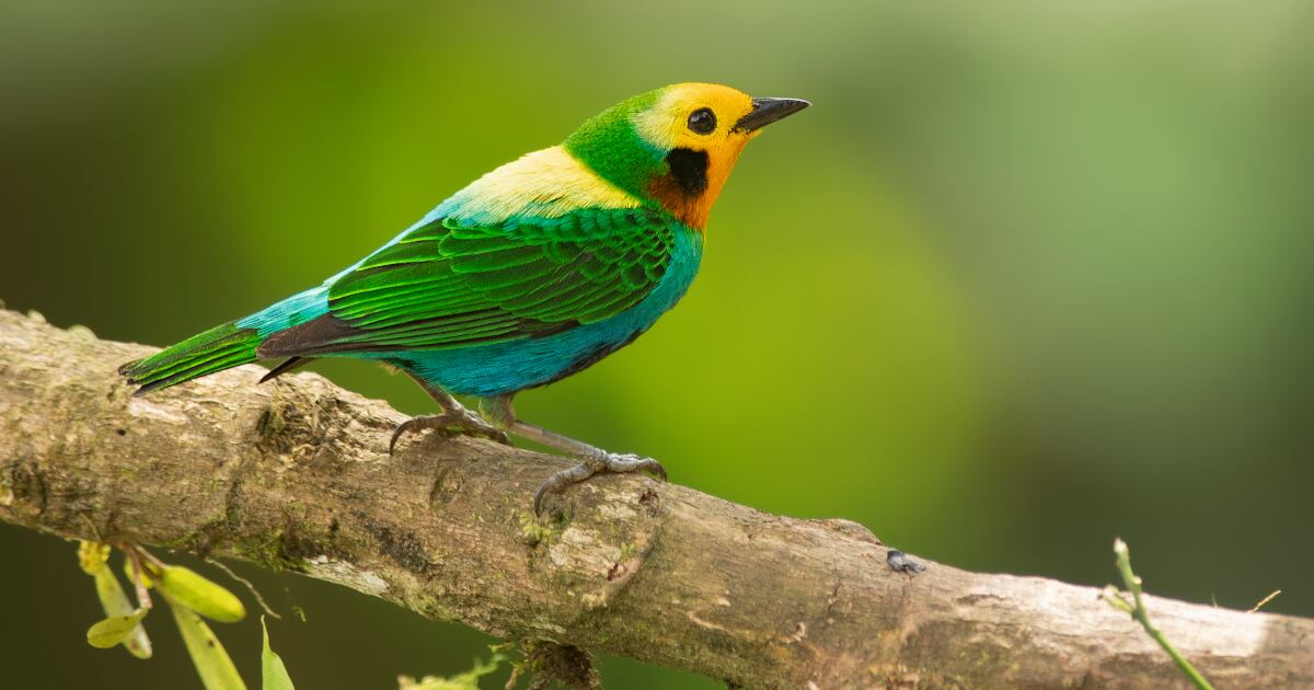 Tángara Multicolor (Chlorochrysa Nitidissima).