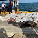 Cargamento con pesca ilegal descubierto en San Andrés.