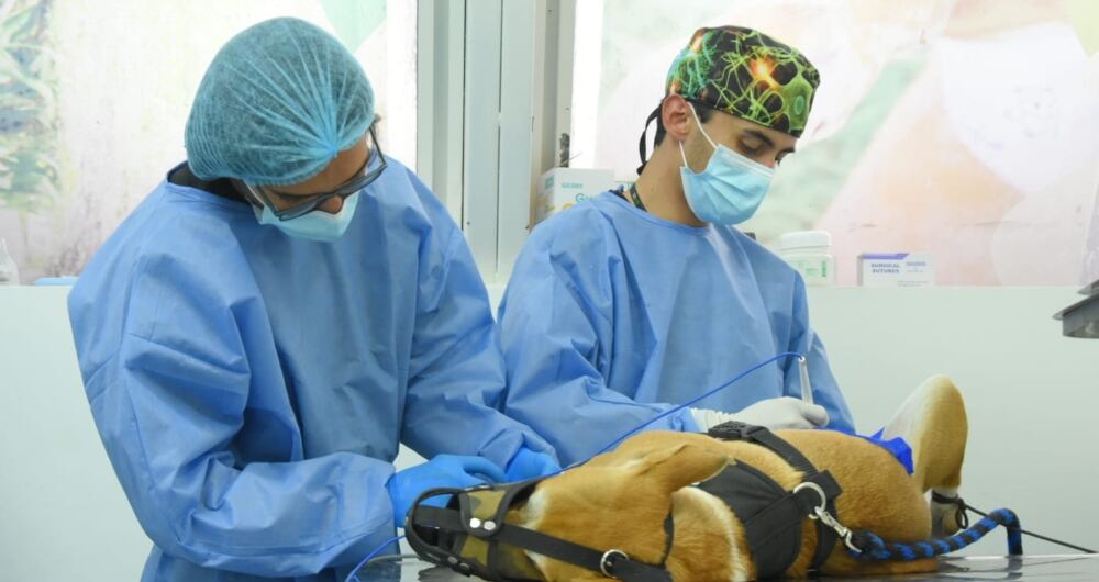 El Instituto Distrital de Protección y Bienestar Animal habilitó 2.200 turnos para esterilización de animales de compañía en Bogotá.