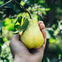 ¿Cuál es la forma adecuada de consumir agua de pera para disminuir el colesterol y controlar los niveles de azúcar en la sangre?