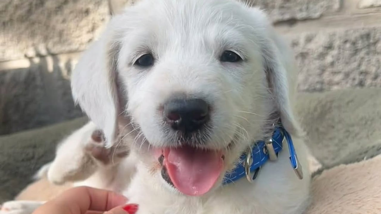 El perrito fue adoptado cuando era tan solo un cachorro.