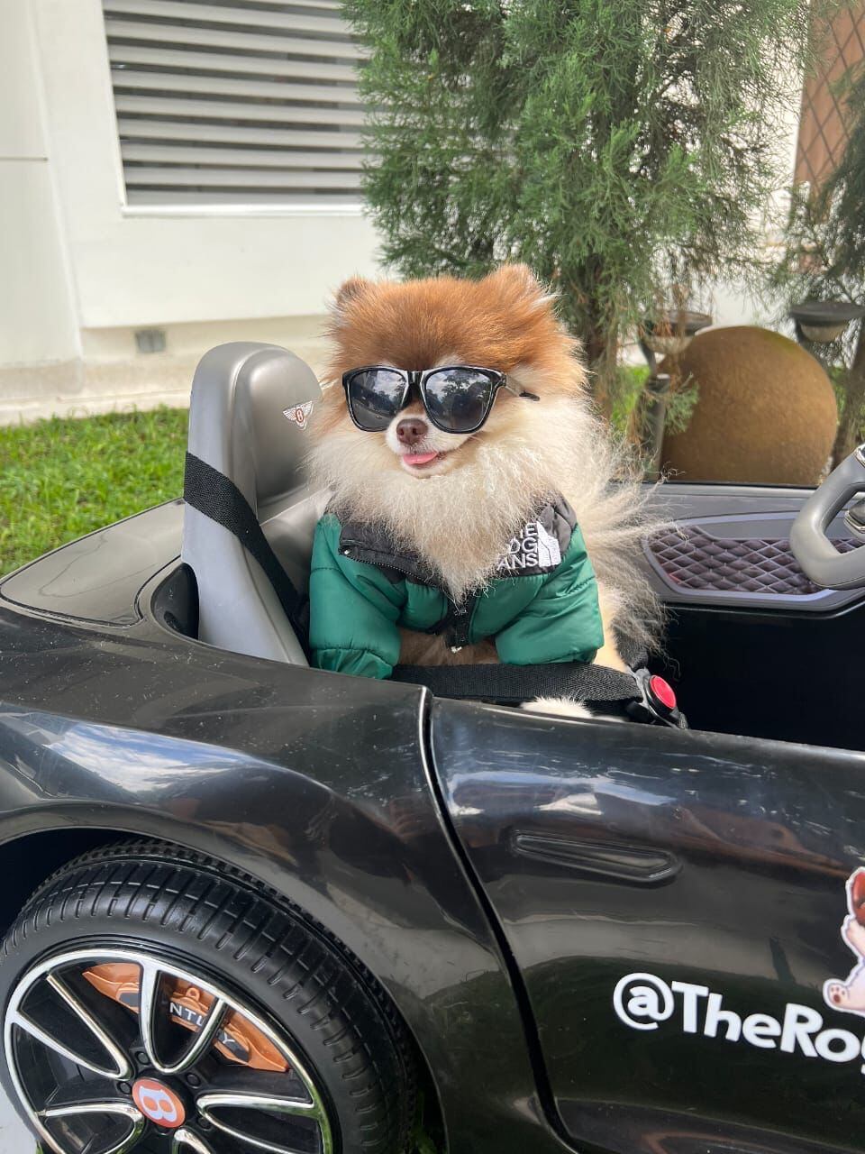 Bentley, el perro sensación de las redes