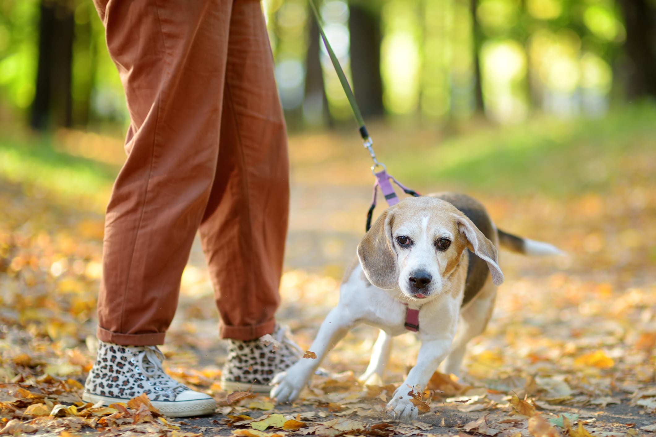 Los perros de raza beagle se encuentran dentro del listado.