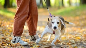 Los perros de raza beagle se encuentran dentro del listado.