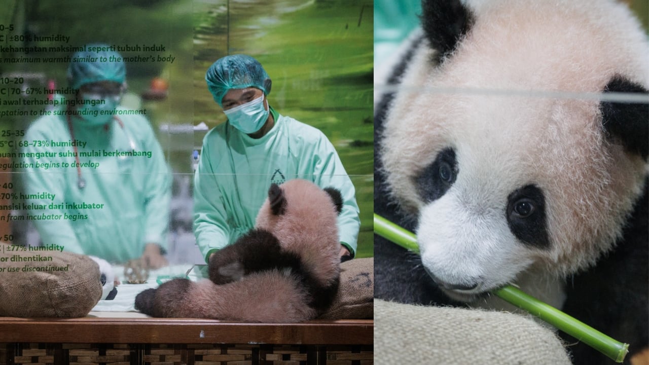Primer panda gigante en Indonesia.