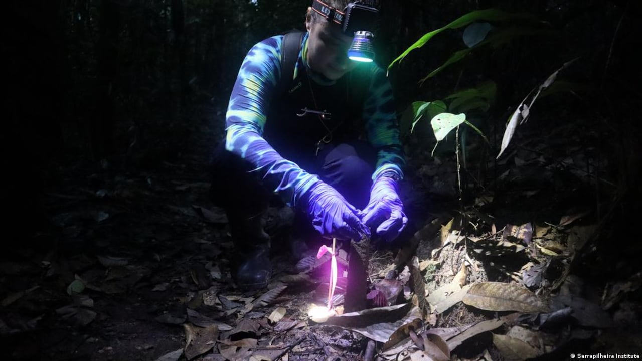 Científicos descifraron la función de unas extrañas torres de barro en la Amazonía.