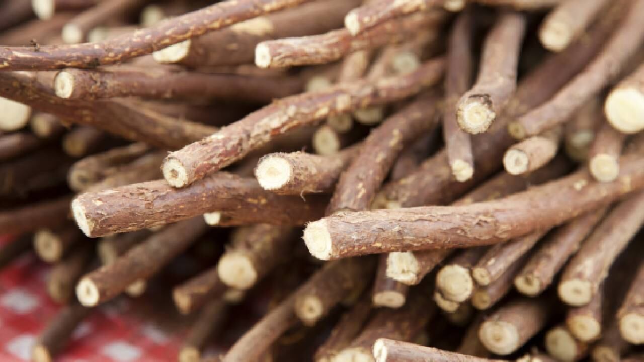 El palo azul posee propiedades diuréticas, que favorece la expulsión de los cálculos renales y es útil para el tratamiento de infecciones urinarias. Foto: Getty Images.